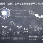 3.露地栽培（土耕）よりも水耕栽培が早く育つ理由：2012年資料